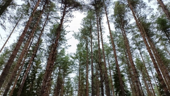 Bomen