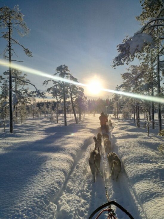 Husky Tour Sweden Husky Tours