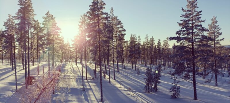 winter in het bos