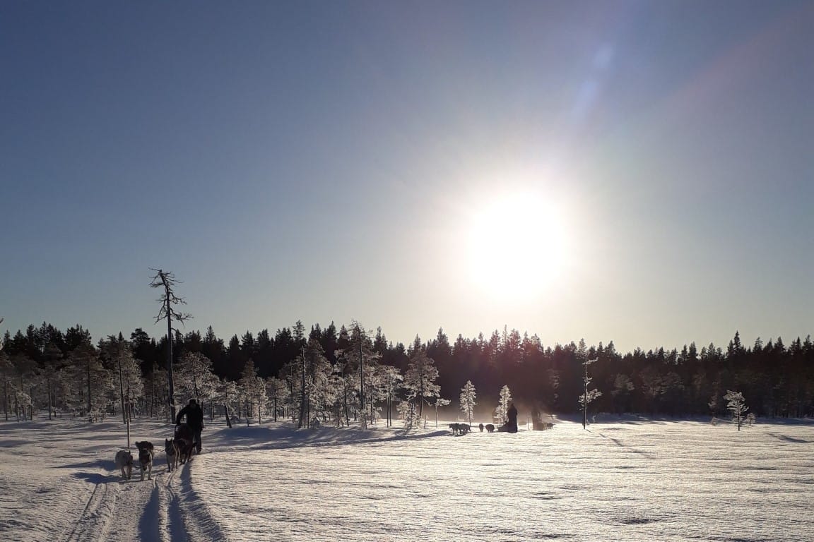 HuskyTour Sledehonden