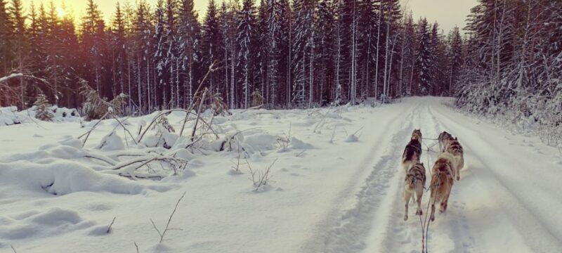 Slee met husky