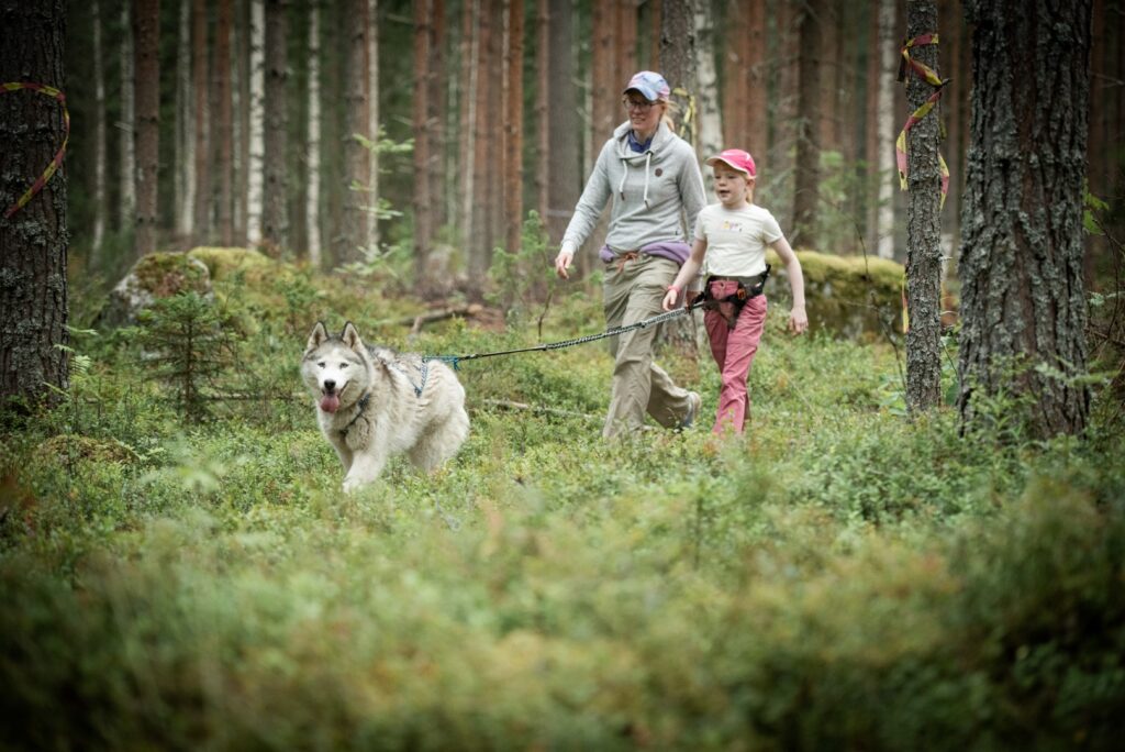 Husky wandeling