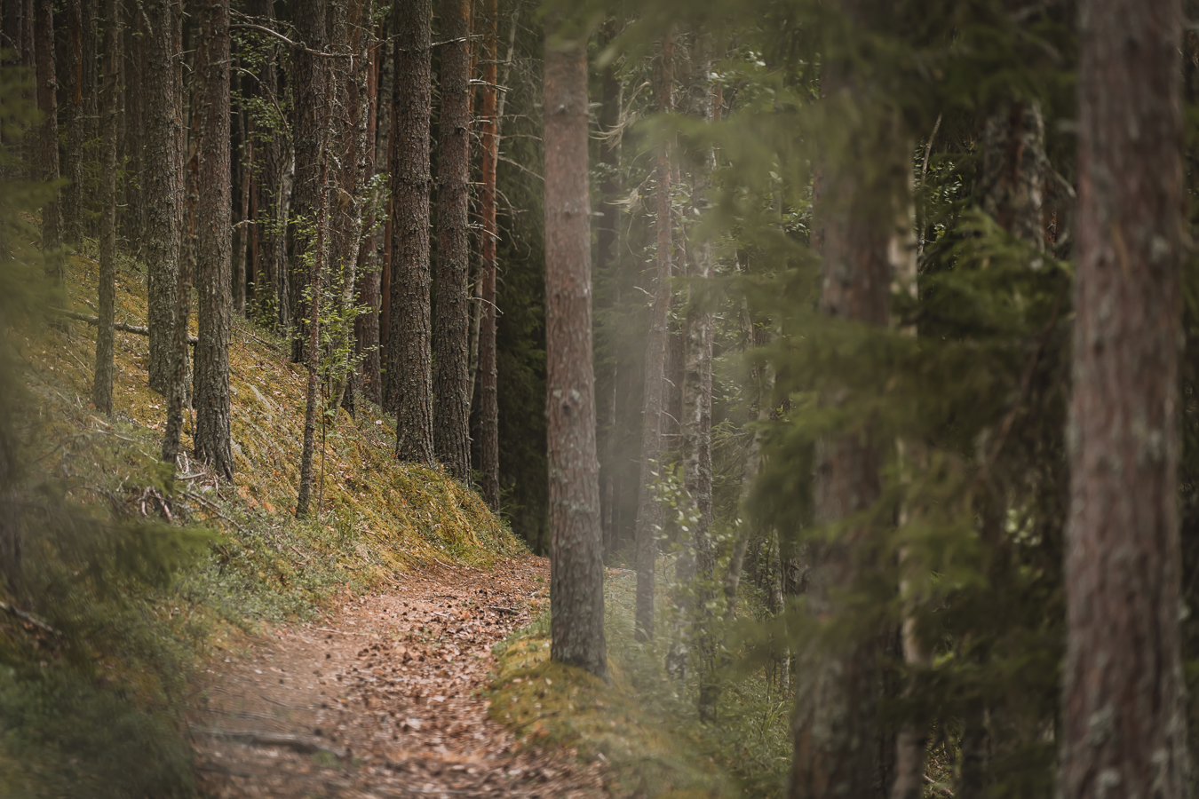 bospad wandelreis