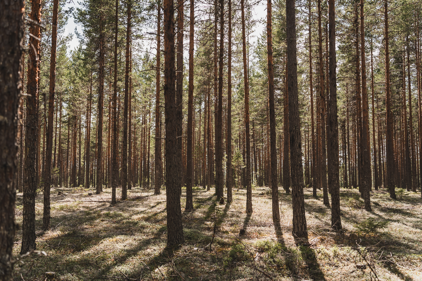 Bos met zon zon door bomen