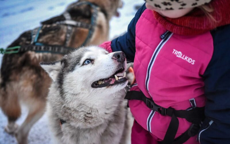 winter 4 winter husky