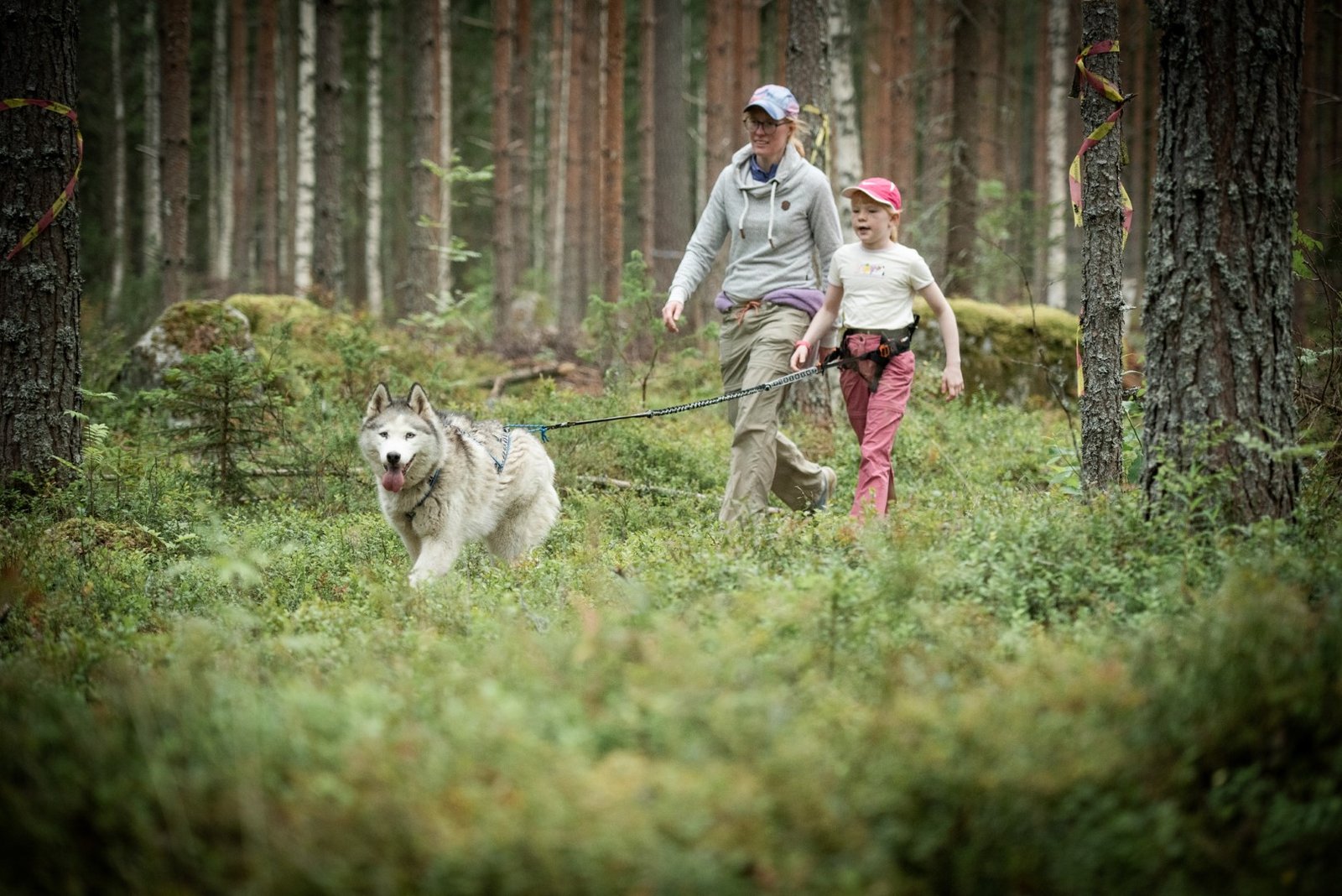 Husky hike in Zweden
